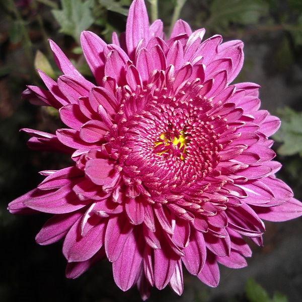 Chrysanthemum x morifolium 'Adiva Purple' ~ Belgian Mums® Adiva Purple Mum-ServeScape