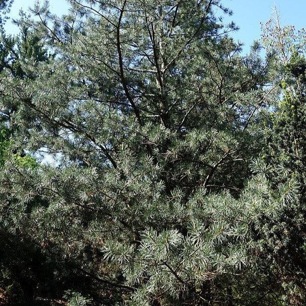 Pinus flexilis 'Vanderwolf's Pyramid' ~ Vanderwolf Pine-ServeScape