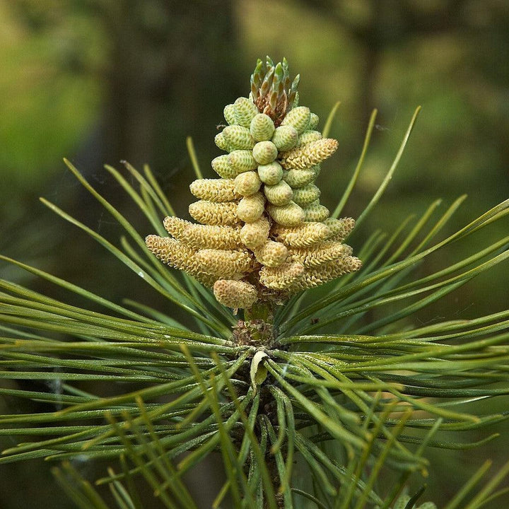 Pinus nigra ~ Black Pine-ServeScape