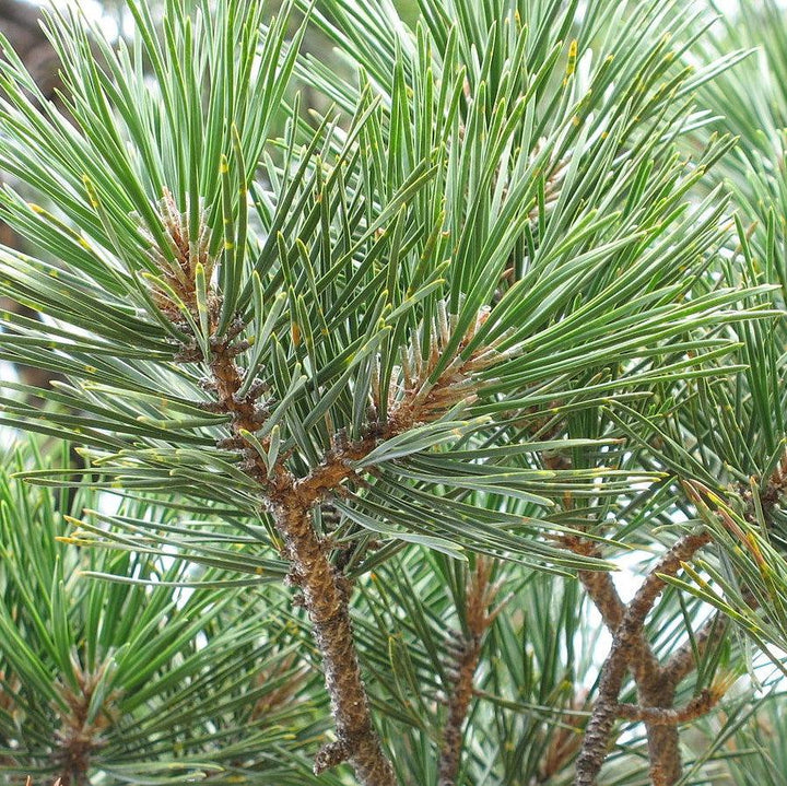 Pinus pungens ~ Table Mountain Pine-ServeScape
