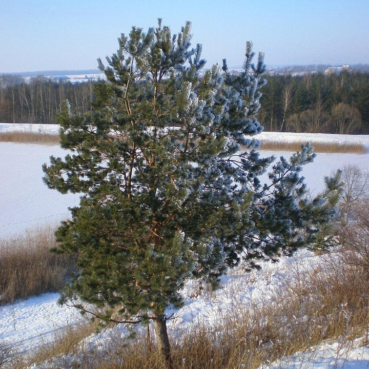 Pinus sylvestris ~ Scotch Pine-ServeScape