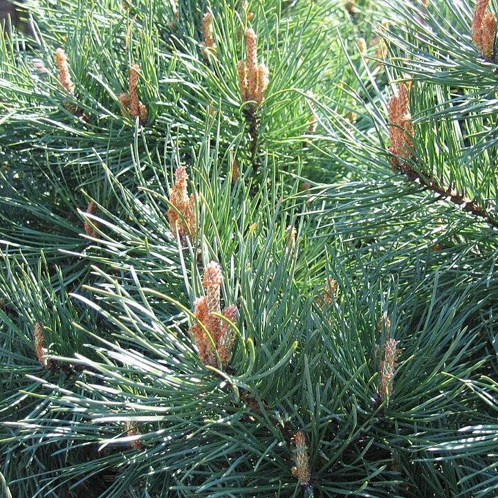 Pinus sylvestris 'Watereri' ~ Waterer Scots Pine-ServeScape