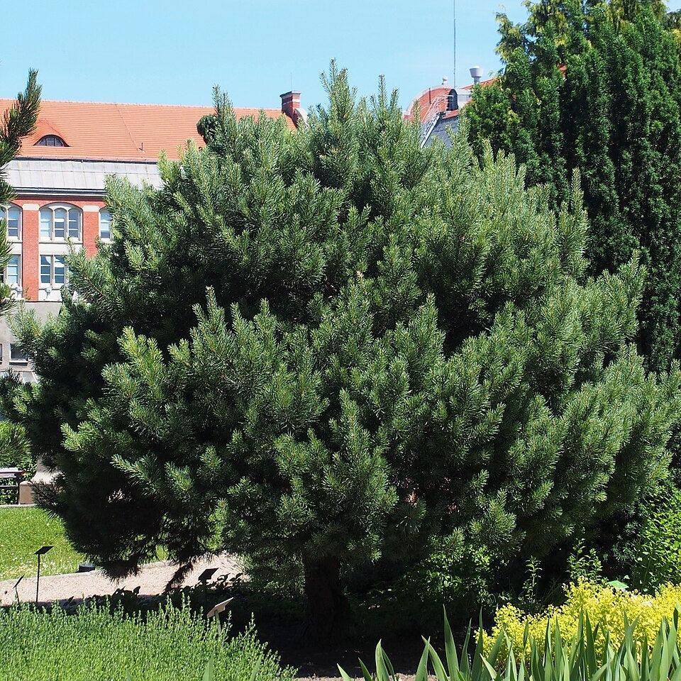 Pinus sylvestris 'Watereri' ~ Waterer Scots Pine-ServeScape