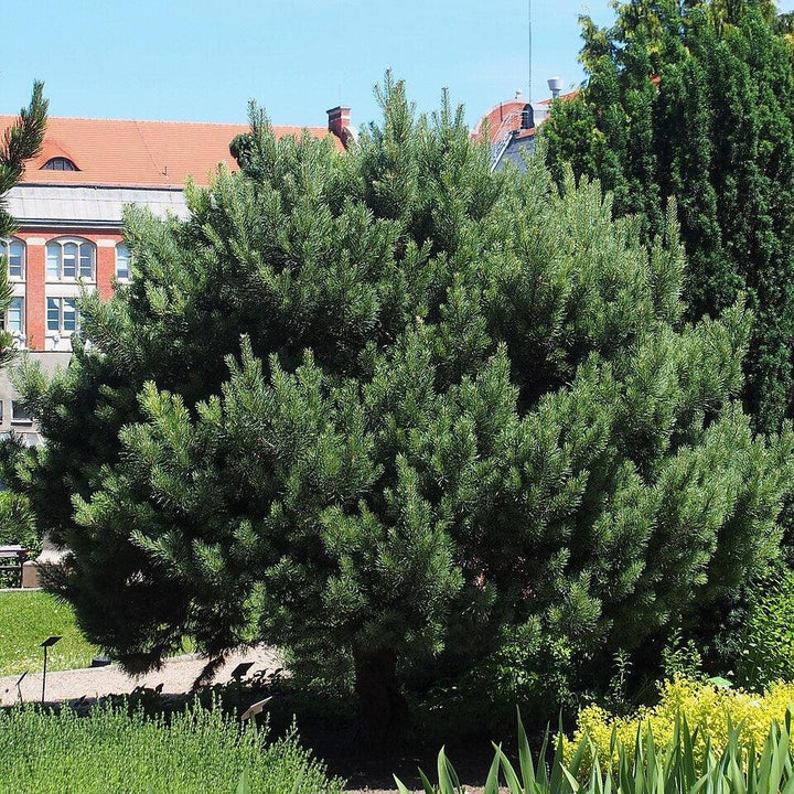 Pinus sylvestris 'Watereri' ~ Waterer Scots Pine-ServeScape