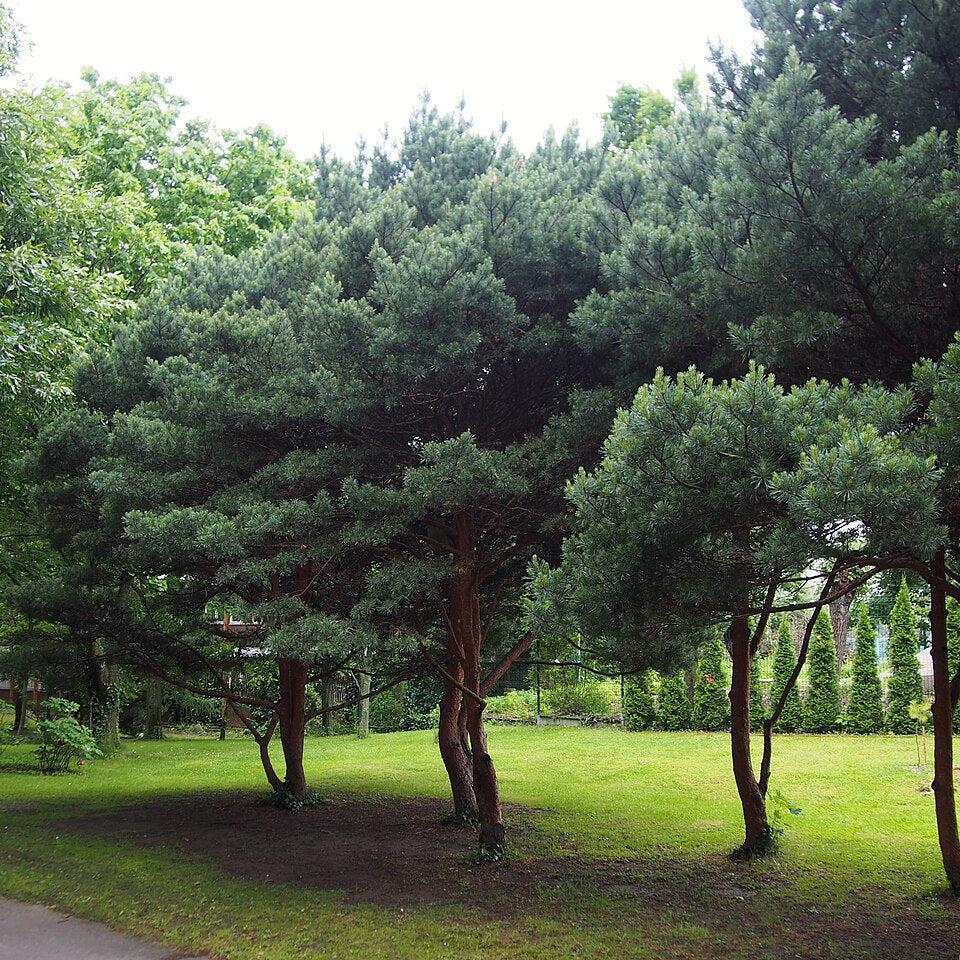 Pinus sylvestris 'Watereri' ~ Waterer Scots Pine-ServeScape