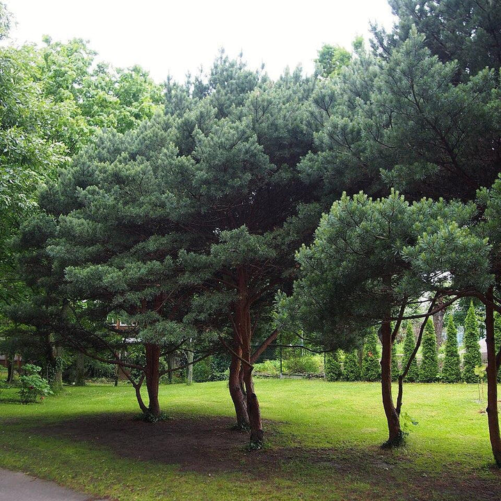 Pinus sylvestris 'Watereri' ~ Waterer Scots Pine-ServeScape
