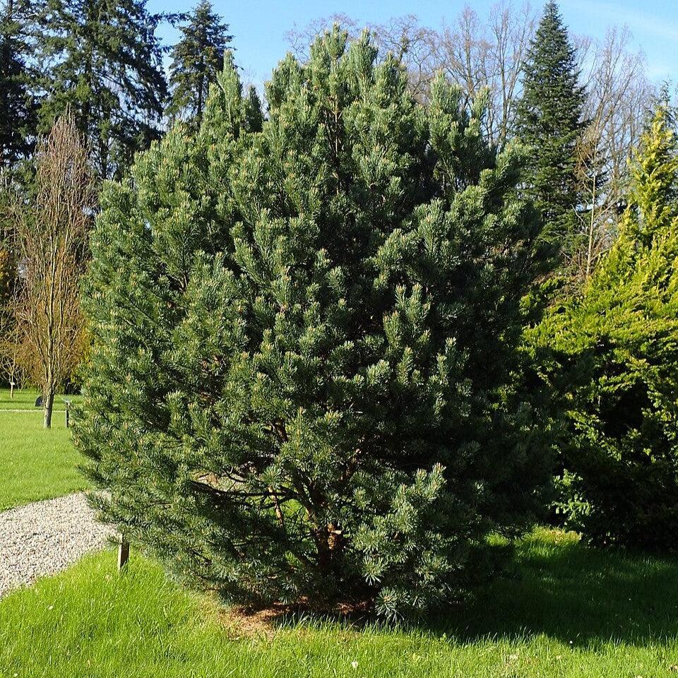 Pinus sylvestris 'Watereri' ~ Waterer Scots Pine-ServeScape