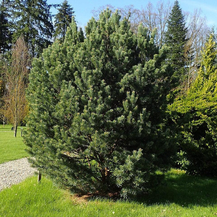 Pinus sylvestris 'Watereri' ~ Waterer Scots Pine-ServeScape