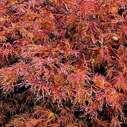 Acer palmatum dissectum 'Red Cutleaf' ~ Red Cutlace Japanese Maple-ServeScape