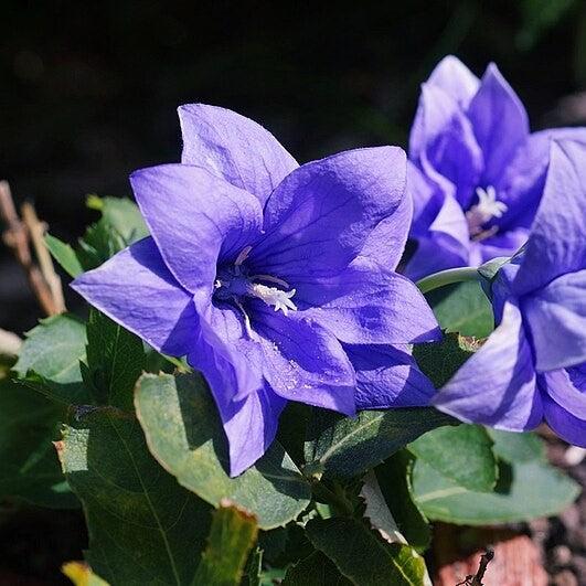 Platycodon grandiflorus 'Astra Double Blue' ~ Astra Double Blue Balloon Flower-ServeScape