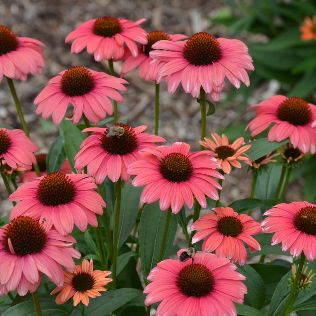 Echinacea x 'Playful Meadow Mama' ~ Playful Meadow Mama Echinacea, Coneflower-ServeScape