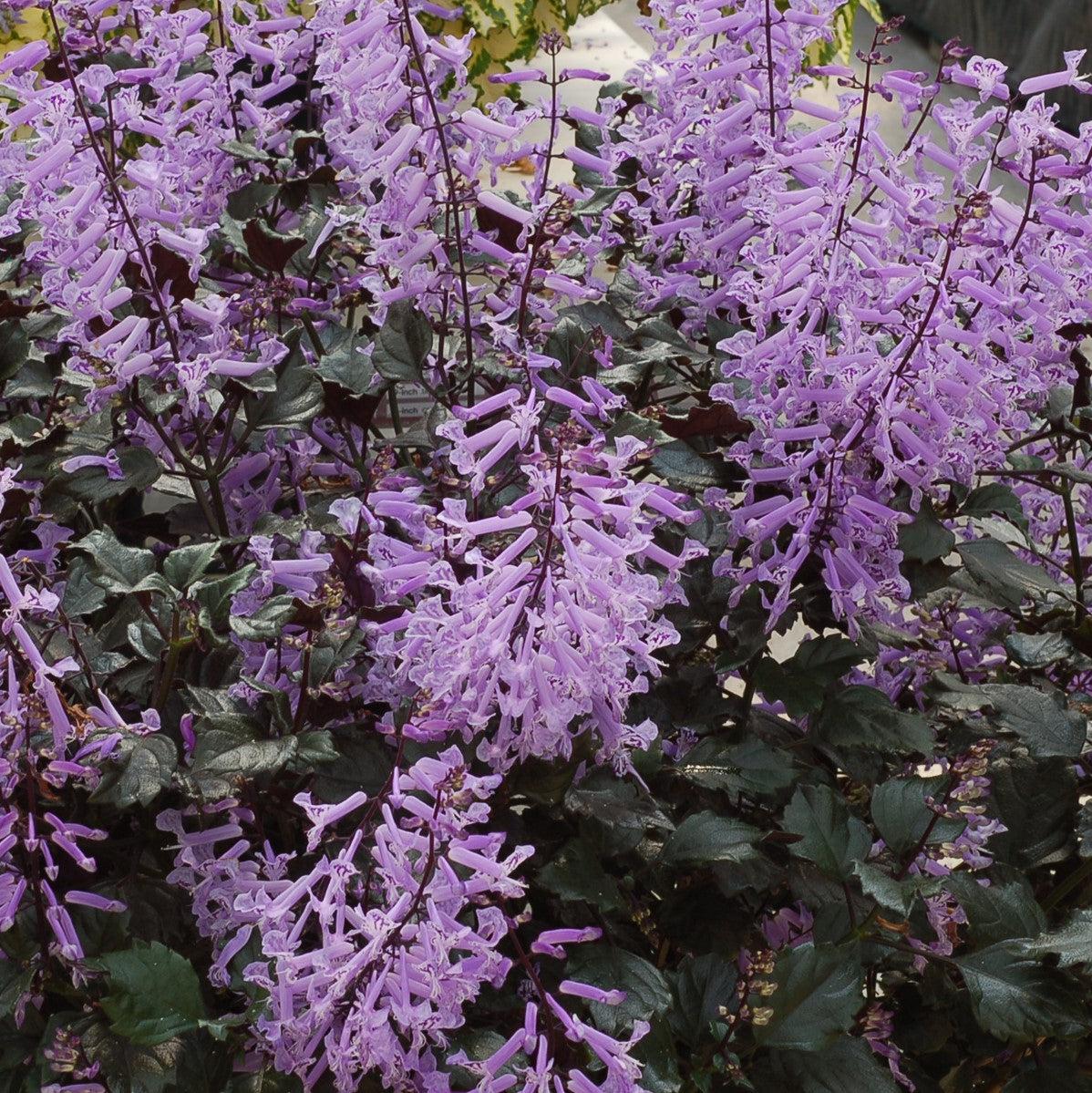 Plectranthus ‘Velvet Elvis’ ~ Velvet Elvis Plectranthus-ServeScape