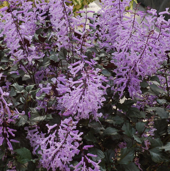 Plectranthus ‘Velvet Elvis’ ~ Velvet Elvis Plectranthus-ServeScape