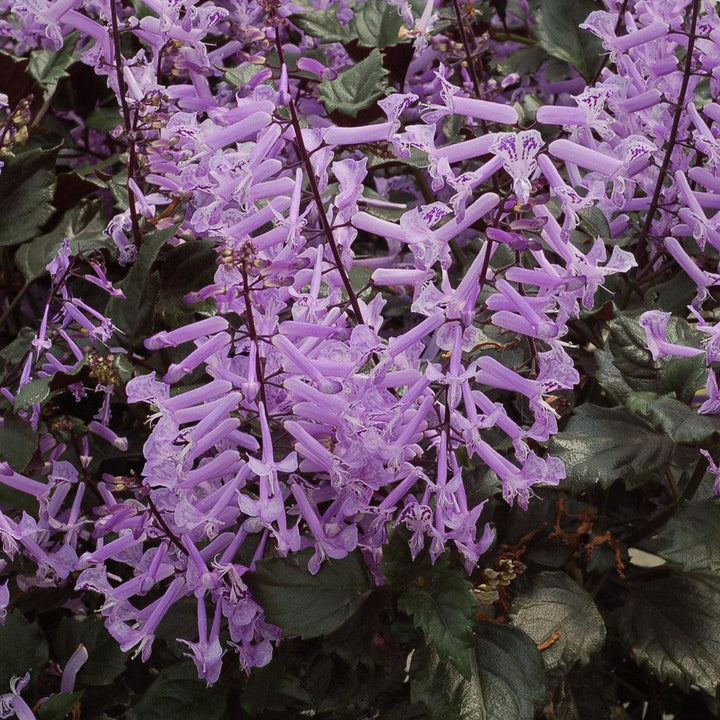 Plectranthus ‘Velvet Elvis’ ~ Velvet Elvis Plectranthus-ServeScape