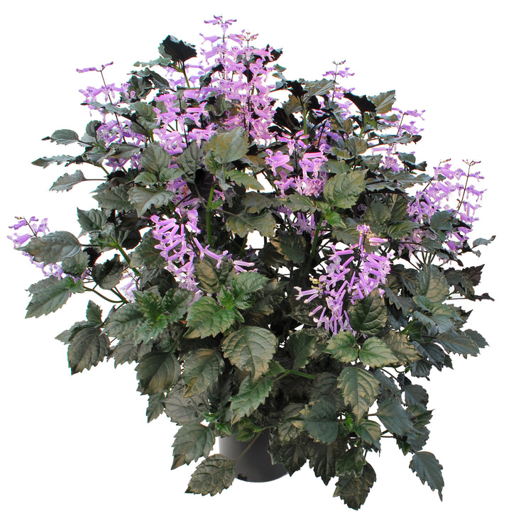 Plectranthus ‘Velvet Elvis’ ~ Velvet Elvis Plectranthus-ServeScape