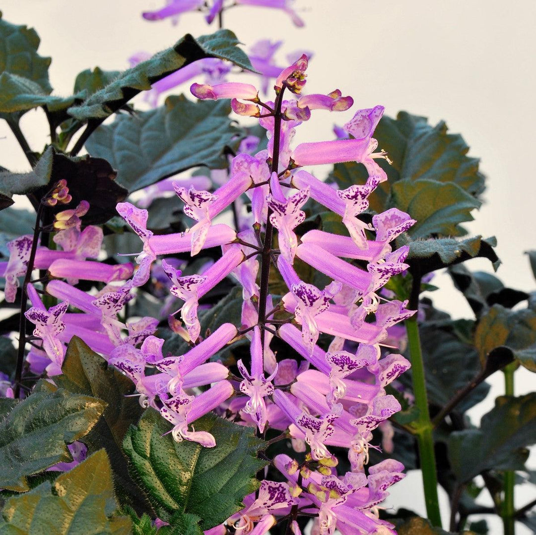 Plectranthus ‘Velvet Elvis’ ~ Velvet Elvis Plectranthus-ServeScape