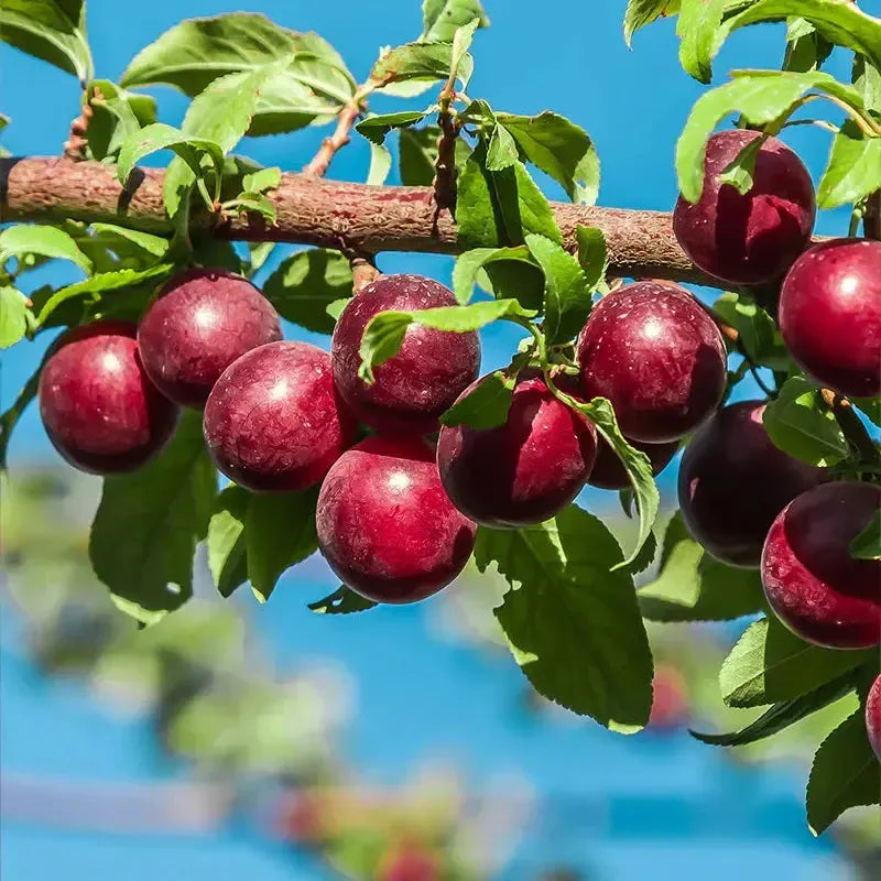 Prunus salicina 'AU Producer' ~ AU Producer Plum-ServeScape