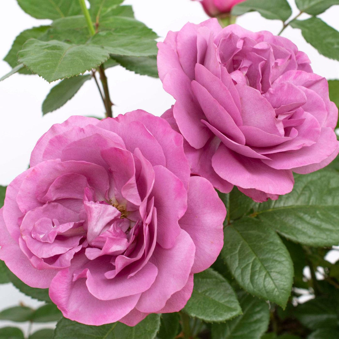 Rosa 'KORvodacom' PP 22,691 ~ Bloomables® Sunbelt® Plum Perfect™ Rose-ServeScape