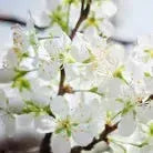 Prunus salicina 'AU Producer' ~ AU Producer Plum-ServeScape
