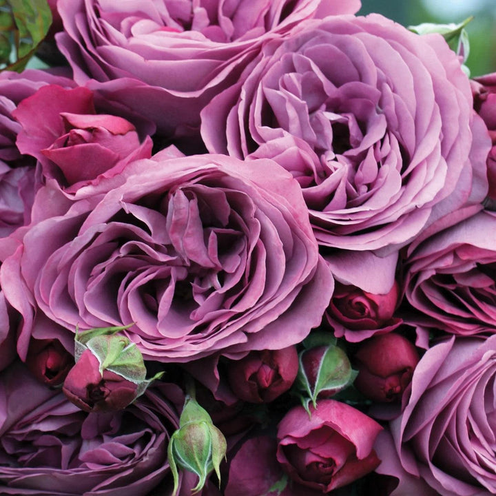 Rosa 'KORvodacom' PP 22,691 ~ Bloomables® Sunbelt® Plum Perfect™ Rose-ServeScape