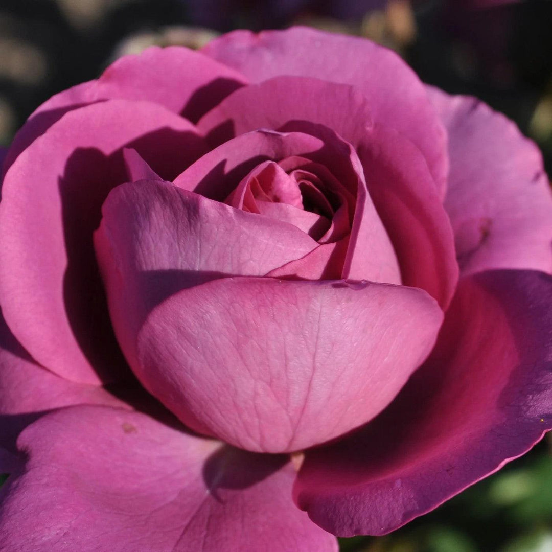 Rosa 'KORvodacom' PP 22,691 ~ Bloomables® Sunbelt® Plum Perfect™ Rose-ServeScape