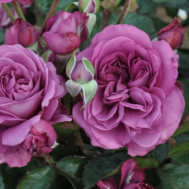 Rosa 'KORvodacom' PP 22,691 ~ Bloomables® Sunbelt® Plum Perfect™ Rose-ServeScape