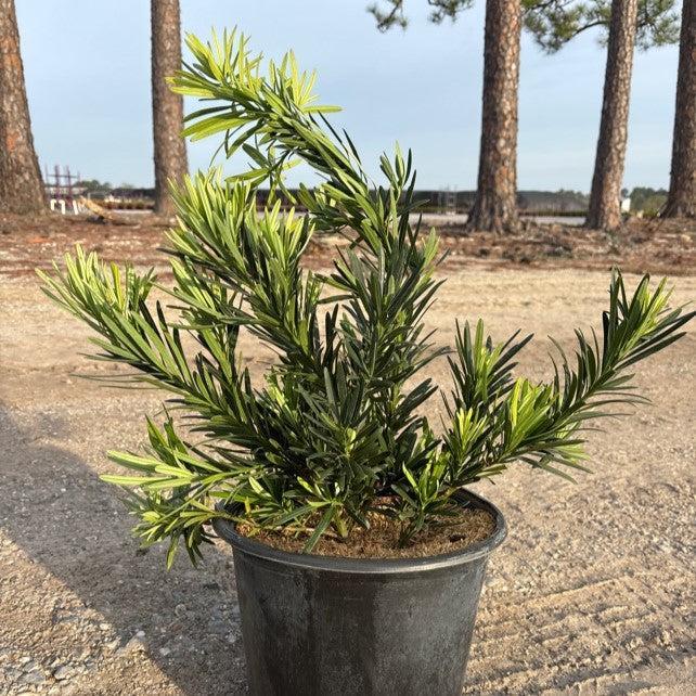 Podocarpus macrophyllus 'Pringles’ ~ Pringle's Dwarf Yew Podocarpus-ServeScape