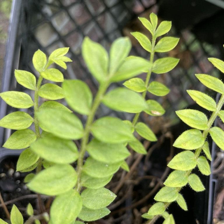 Polemonium boreale 'Heavenly Habit' ~ Heavenly Habit Jacob's Ladder-ServeScape