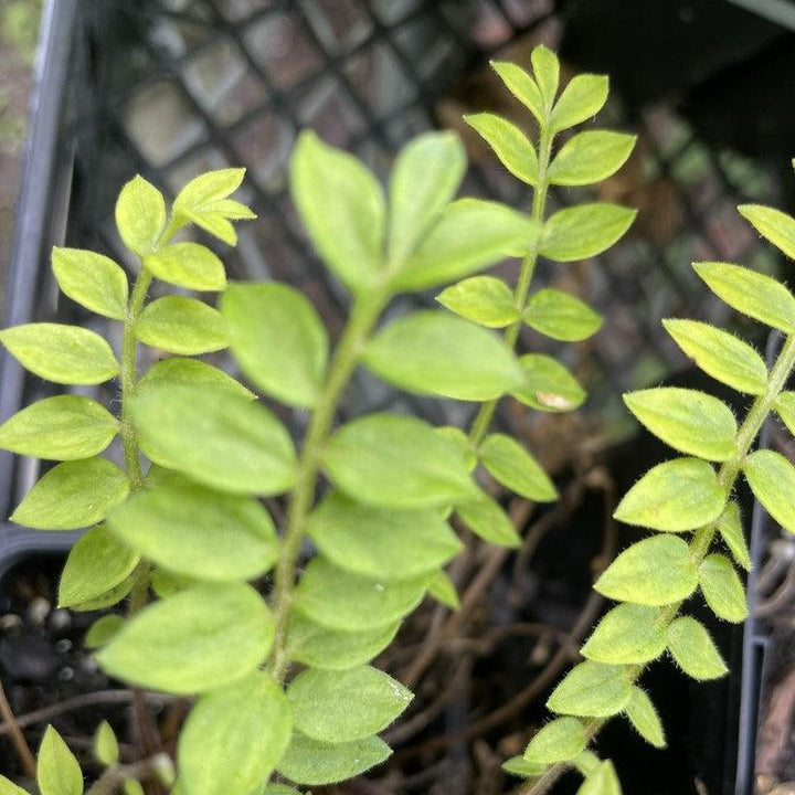 Polemonium boreale 'Heavenly Habit' ~ Heavenly Habit Jacob's Ladder-ServeScape
