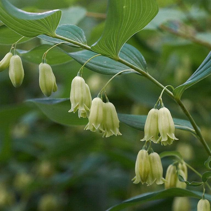 Polygonatum biflorum ~ Soloman's Seal-ServeScape