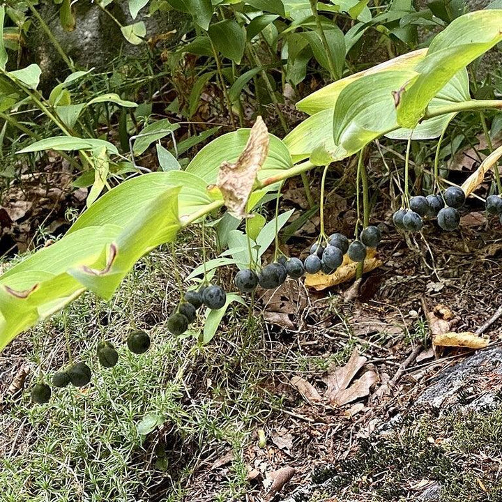Polygonatum biflorum ~ Soloman's Seal-ServeScape