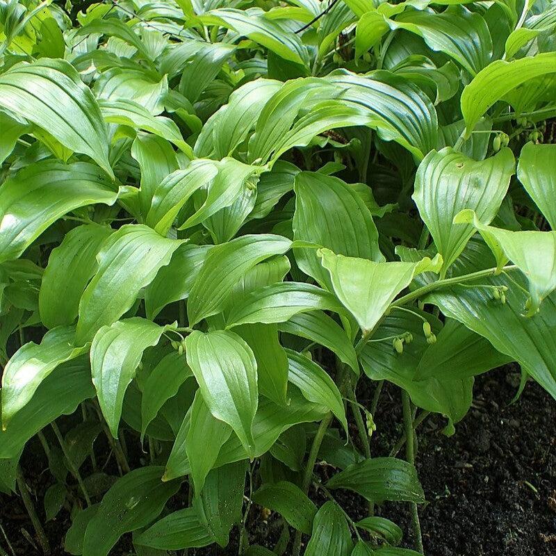 Polygonatum biflorum ~ Soloman's Seal-ServeScape