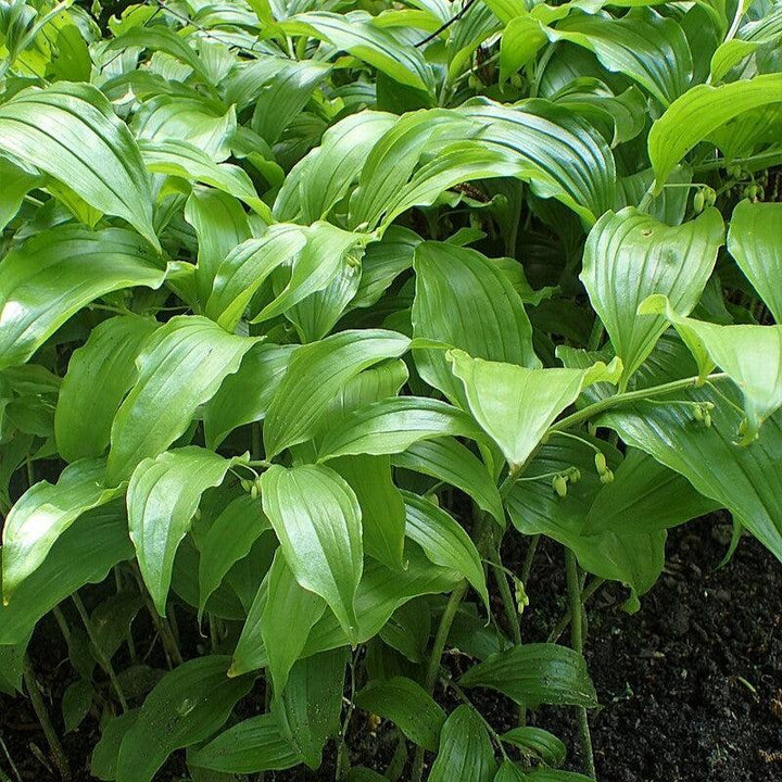Polygonatum biflorum ~ Soloman's Seal-ServeScape