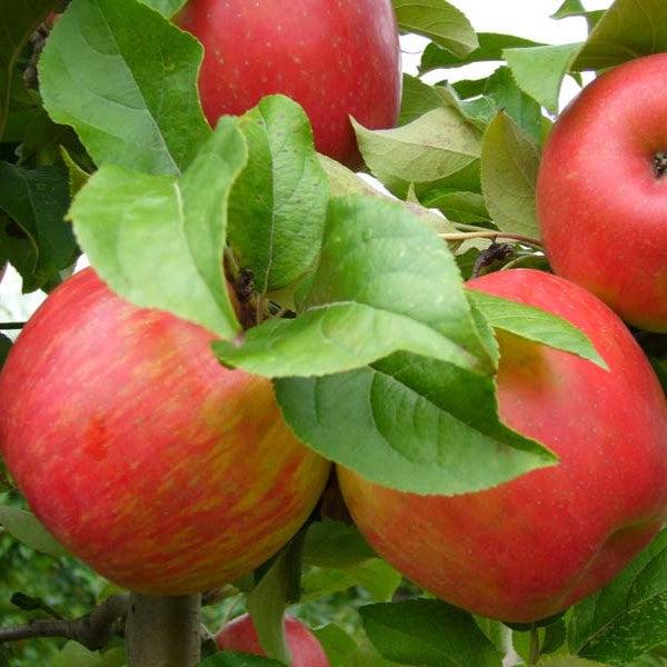 Malus pumila 'Honeycrisp' ~ Honeycrisp Apple-ServeScape