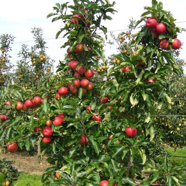 Malus pumila 'Honeycrisp' ~ Honeycrisp Apple-ServeScape