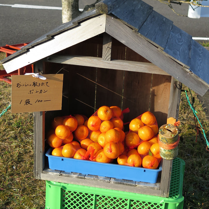 Citrus reticulata 'Ponkan' ~ Ponkan Mandarin-ServeScape