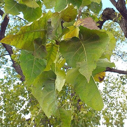 Populus heterophylla ~ Swamp Cottonwood-ServeScape
