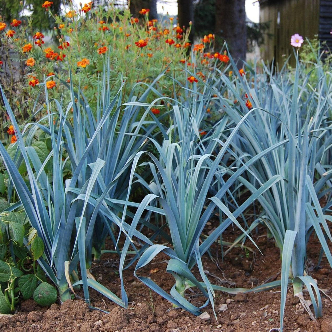 Allium ampeloprasum (Porrum Group) ~ Leeks-ServeScape