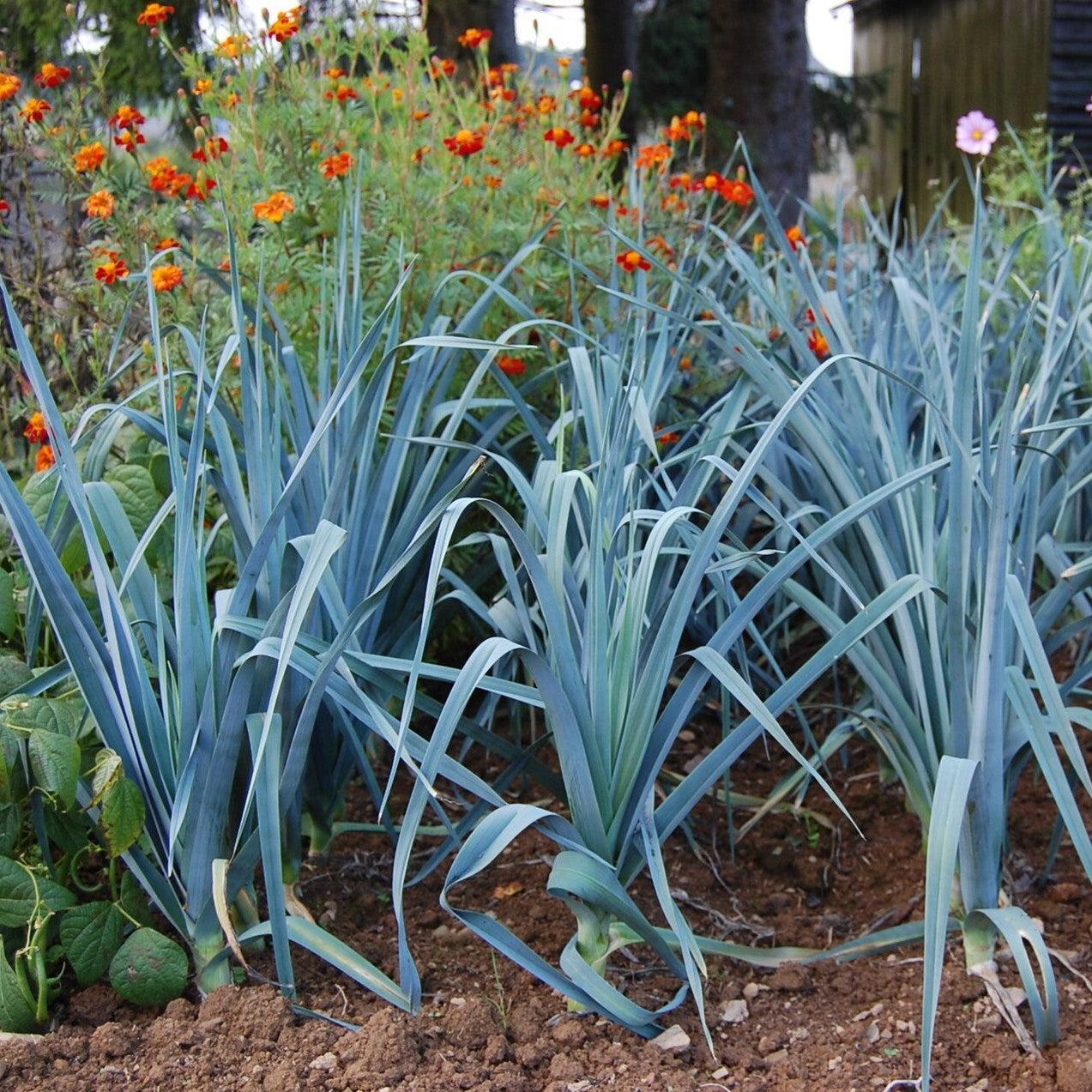 Allium ampeloprasum (Porrum Group) ~ Leeks-ServeScape