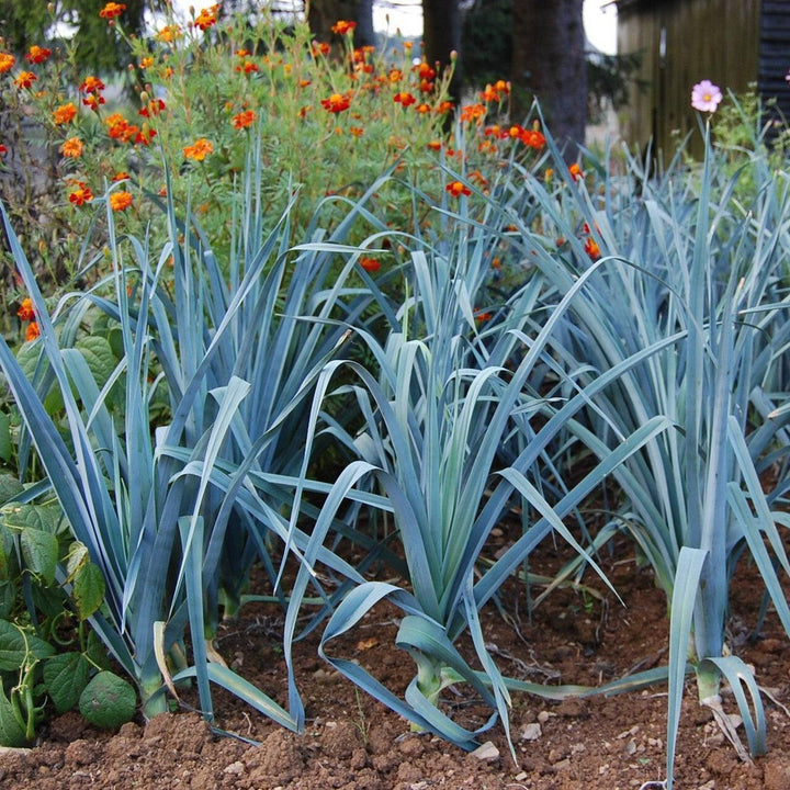 Allium ampeloprasum (Porrum Group) ~ Leeks-ServeScape