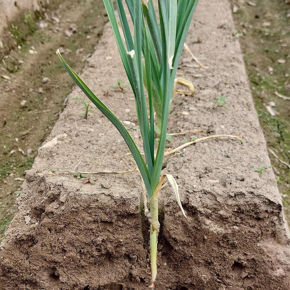 Allium ampeloprasum (Porrum Group) ~ Leeks-ServeScape