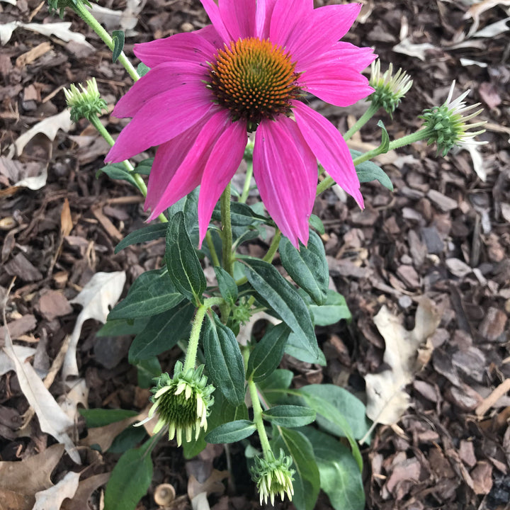 Echinacea purpurea 'PAS702917' ~ PowWow® Wild Berry Echinacea, Coneflower-ServeScape