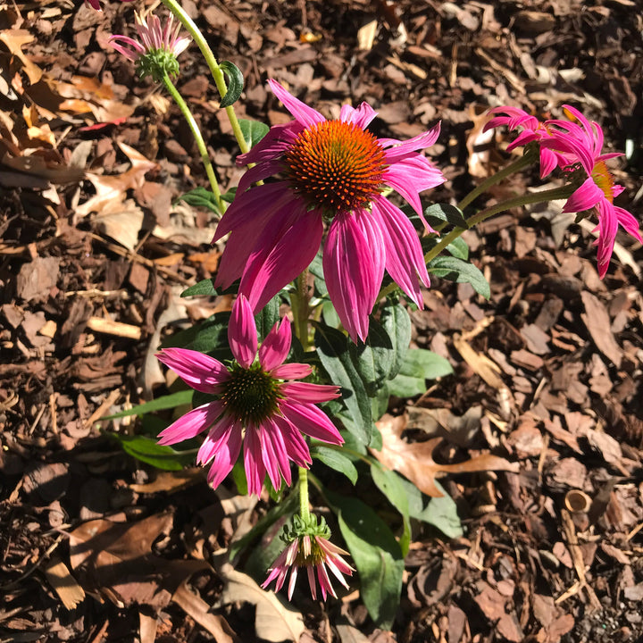 Echinacea purpurea 'PAS702917' ~ PowWow® Wild Berry Echinacea, Coneflower-ServeScape