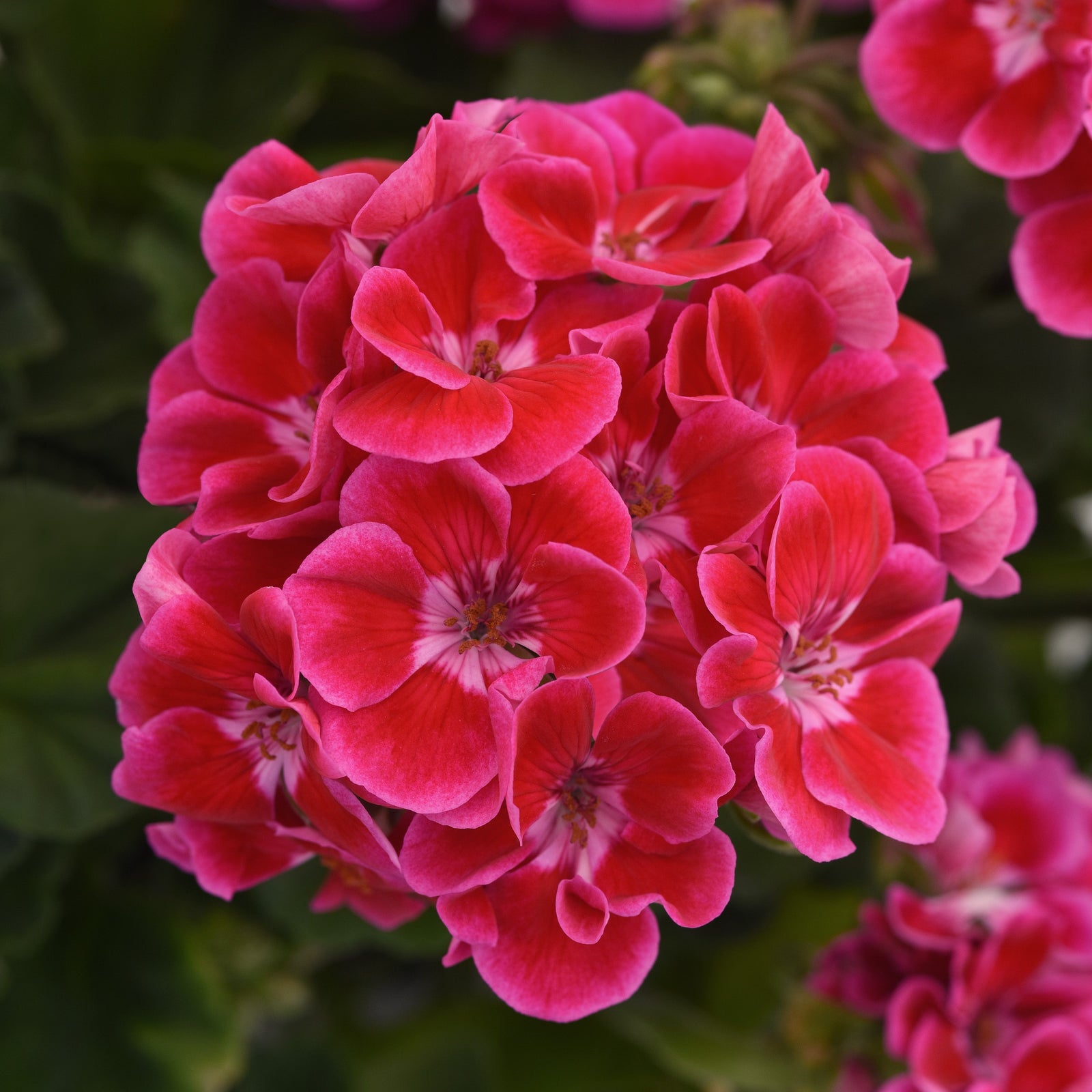 Pelargonium x hortorum 'Tospresrosar' ~ Presto™ Rose Flare Zonal Geranium-ServeScape