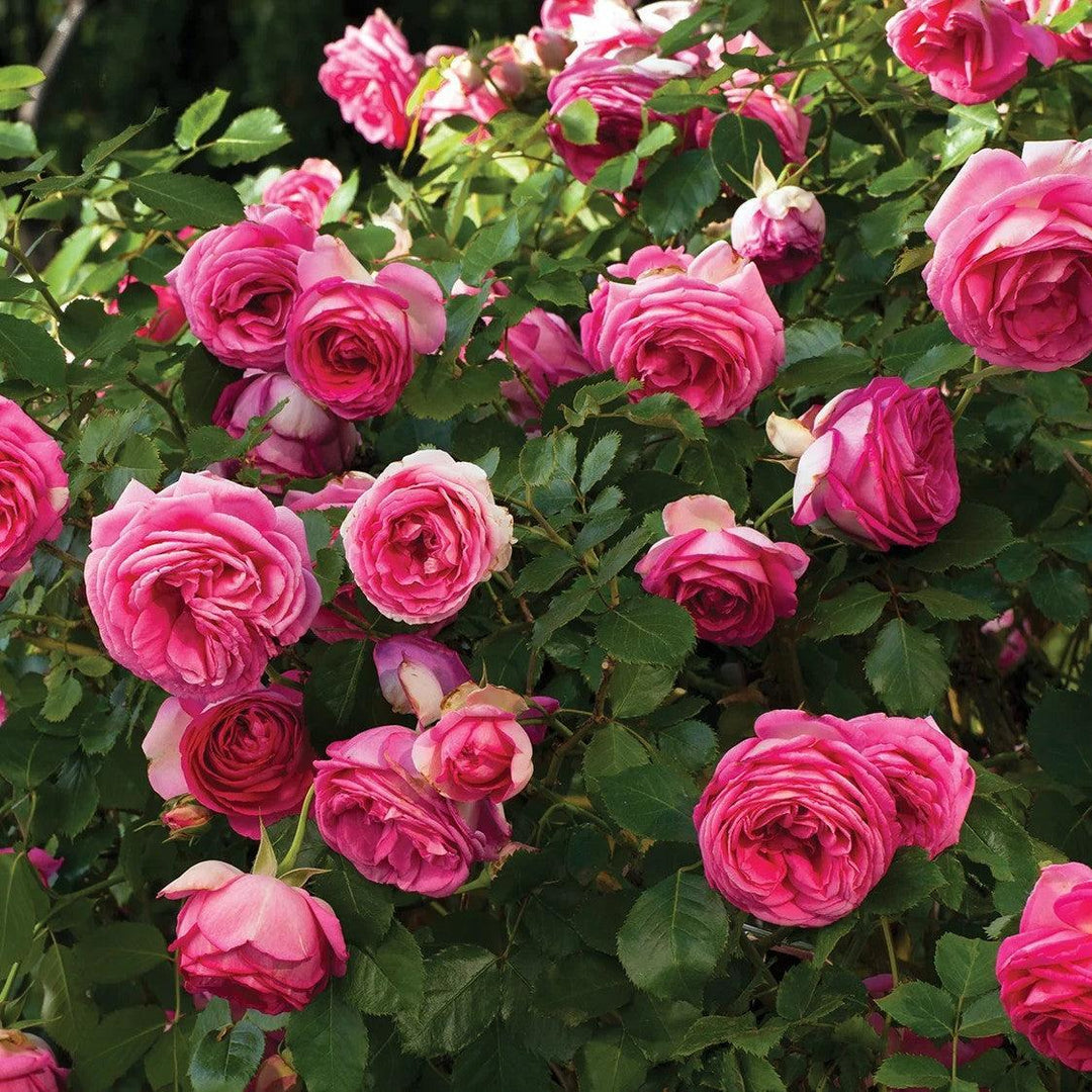 Rosa 'Margaret Mae' PP 20,953 ~ Eden Climber® Pretty in Pink Rose-ServeScape