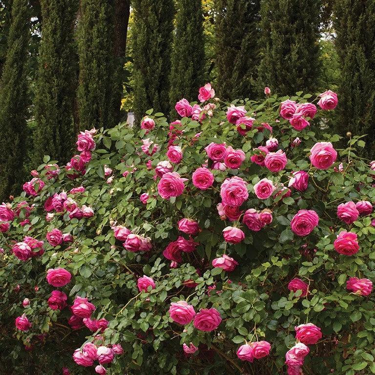 Rosa 'Margaret Mae' PP 20,953 ~ Eden Climber® Pretty in Pink Rose-ServeScape