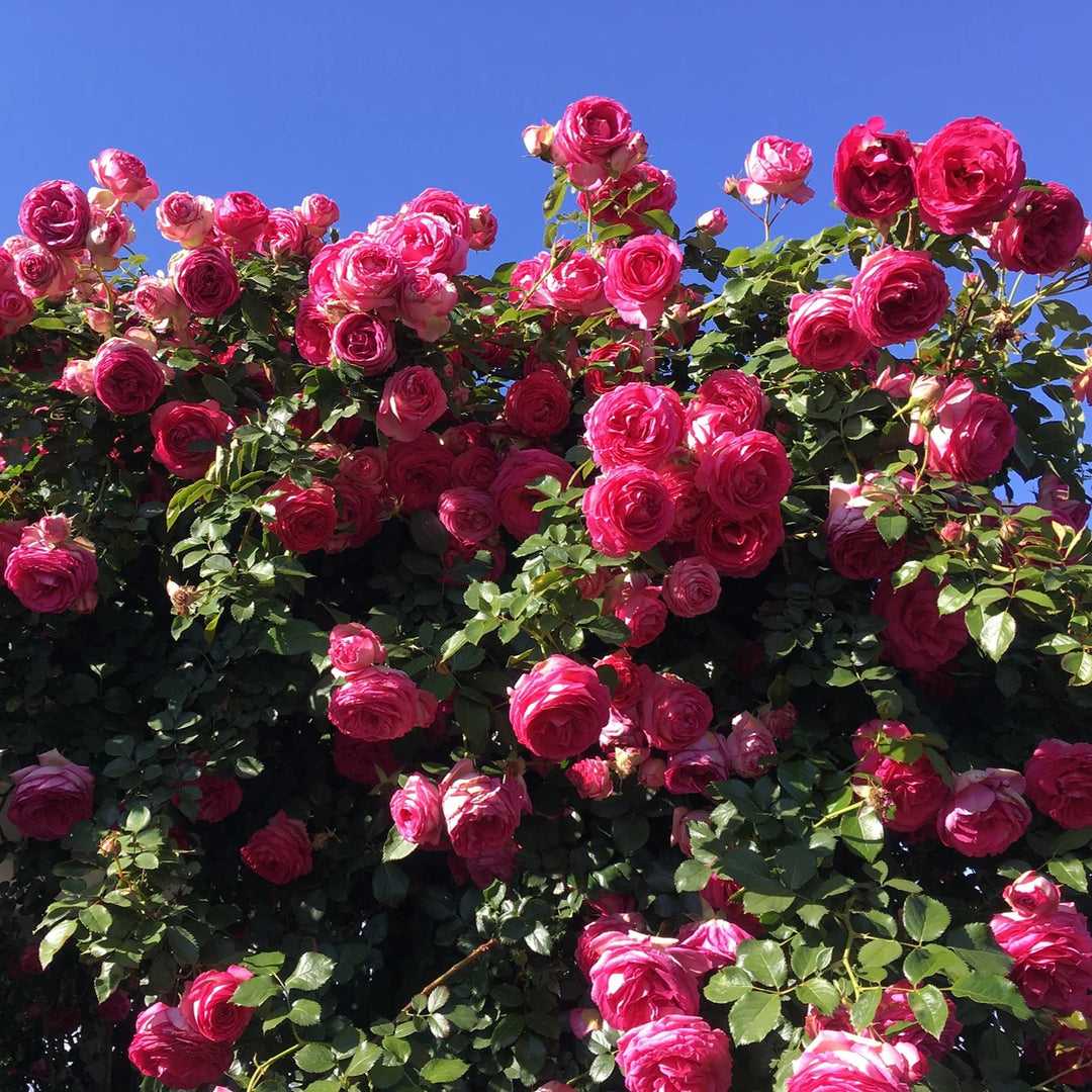 Rosa 'Margaret Mae' PP 20,953 ~ Eden Climber® Pretty in Pink Rose-ServeScape