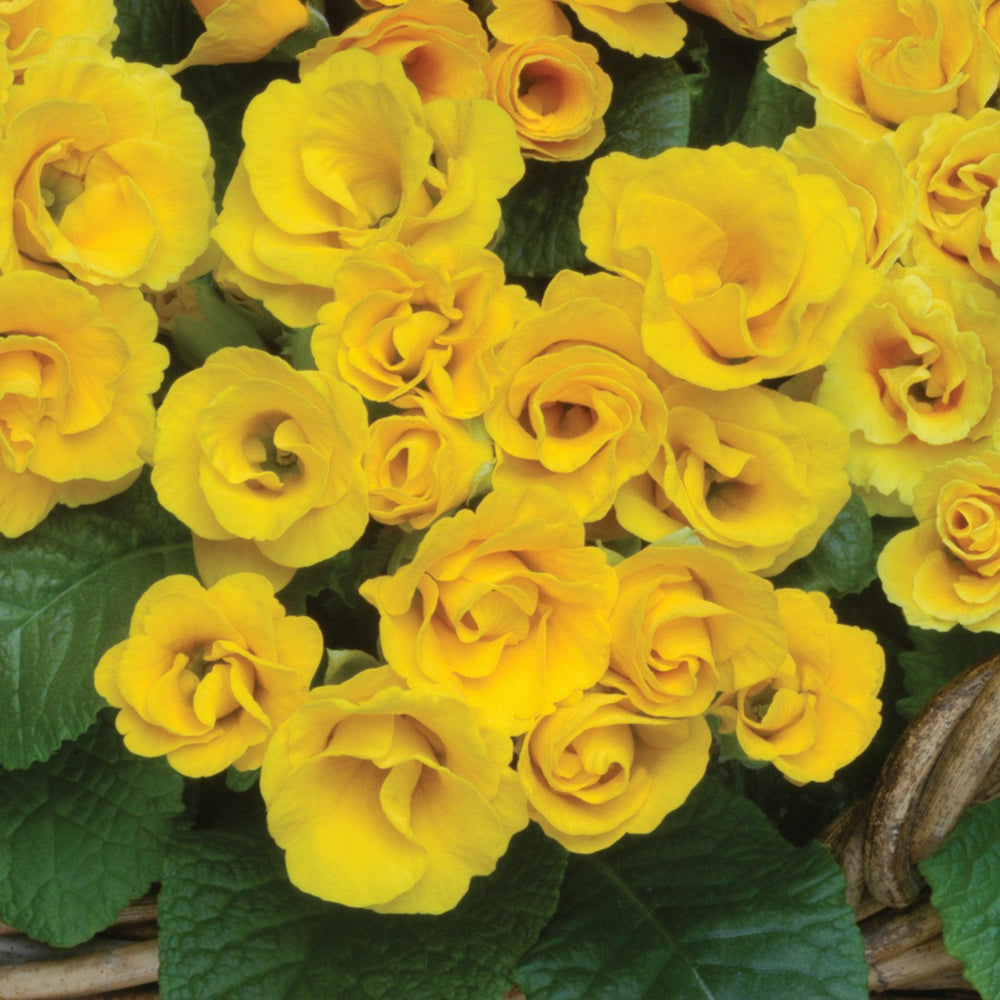 Primula acaulis 'PAS391857' ~ Primlet® Golden Shades Primrose-ServeScape
