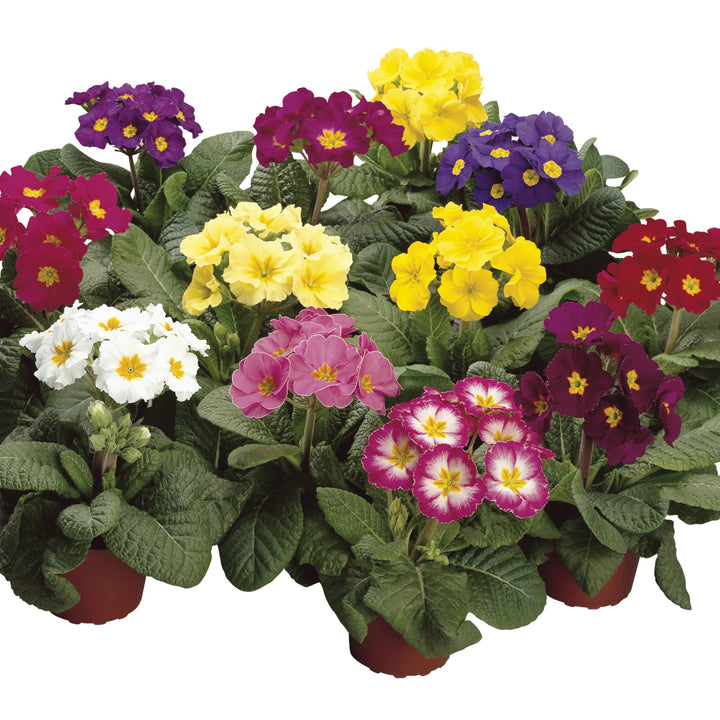 Primula polyantha 'Supernova Mix' ~ Supernova Mix Primrose-ServeScape