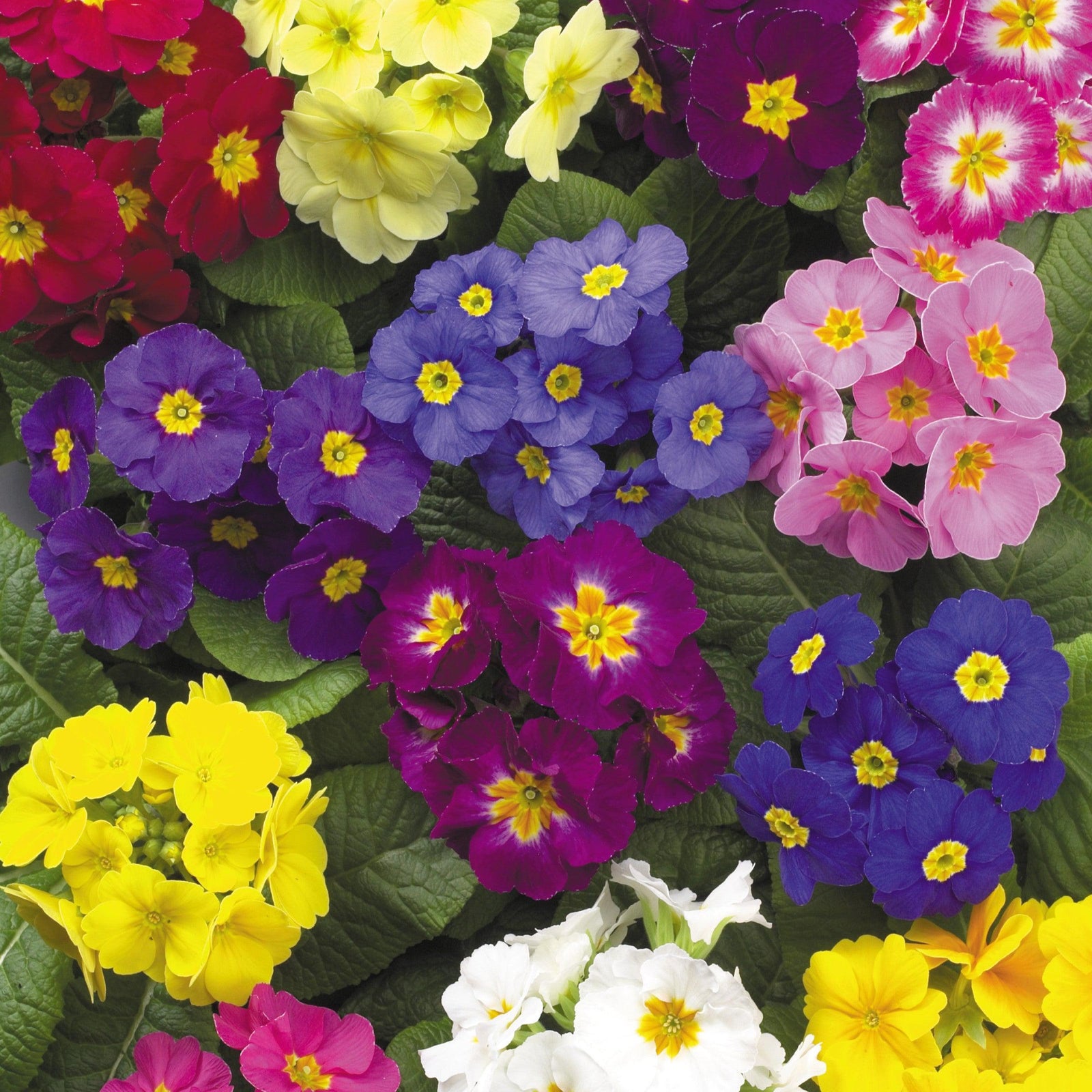 Primula polyantha 'Supernova Mix' ~ Supernova Mix Primrose-ServeScape